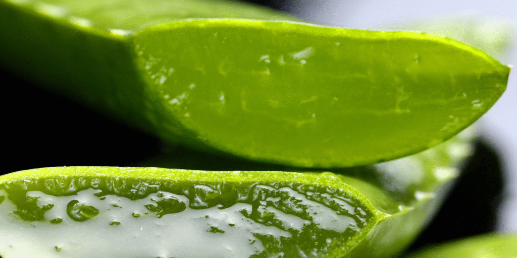 aloe-vera-benefits-for-skin-and-health-backed-by-science