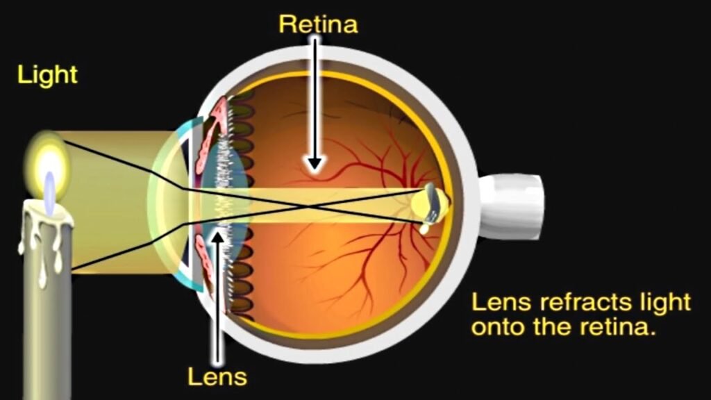 Eye Anatomy: How the Human Eye Works